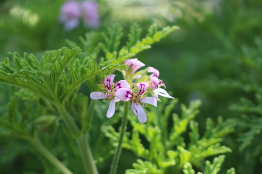 "Sweet Scented Geranium" flowers (or Rose Geranium, Wild Malva) in St. Gallen, Switzerland. Its Latin name is Pelargonium Graveolens (Syn Geranium Terebinthinaceum), native to South Africa.