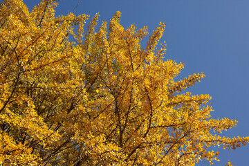 大きなイチョウ