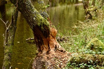 Tree eaten by beaver to make a dam by the river 