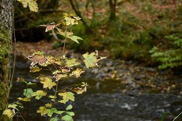 green and yellow leaves on a brunch and river in the background