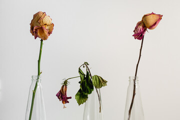 Three dried flowers in glass containers. Lifeless flowers side by side in a white environment.