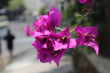 Bougainvillea flowers bloom during the day