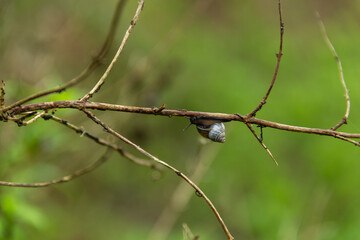 Caracol silvestre. Lomas de Lachay.
