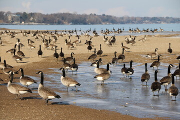 Flock of Geese on Lake Michigan Beach in Winter