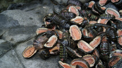 cucaracha de mar,  molusco, chitón tuberculatus, cochinillas de mar, comida costeña, quitones, cucarachas de mar preparadas con cebolla 

