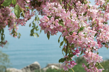 Pink Blossoming Sakura Tree in Spring