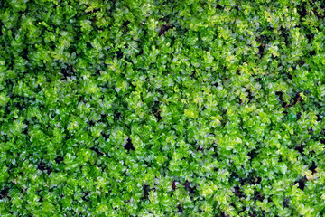 いちめんのコケ　コツボゴケ