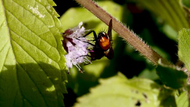 Mouche sur fleur.
