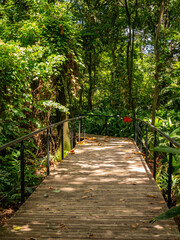 Wooden Bridge in the Middle of the Nature in Medellin, Colombia