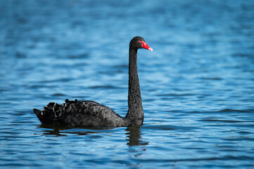 black swan on the lake