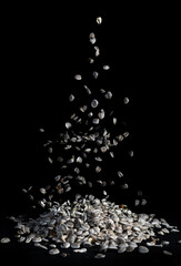 Sunflower seeds falling with black background / Girasol, semilla de girasol