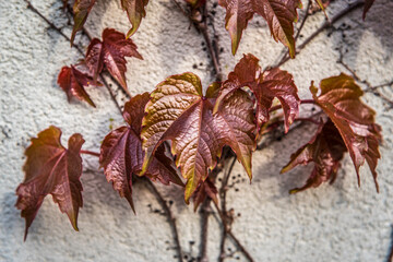 Boston Ivy leaves