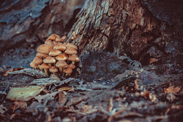 Inedible mushrooms in the forest near the trunk of an old dead tree
