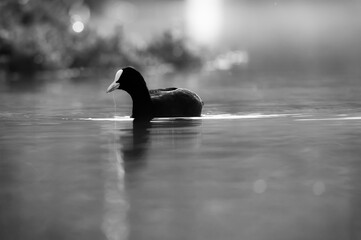 little duck on the water