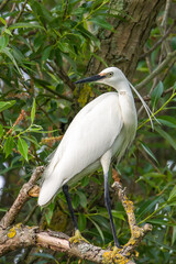 great white heron