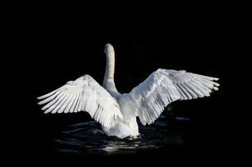 white swan on black background © Z Fiedler