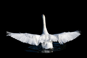 white swan on black background