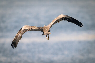 flying heron on the water