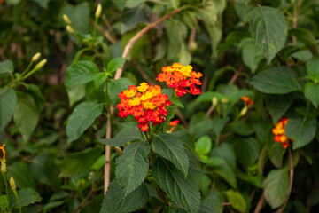 Bunch of Small Red and Orange Flowers Plant in the Woods in Medellín, Colombia