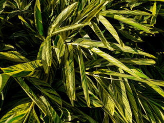 Long ginger leaves with variegated bark , native to East Asia, with digital oil painting effect, for background or element with botanical or natural motifs. Rio de Janeiro, Brazil