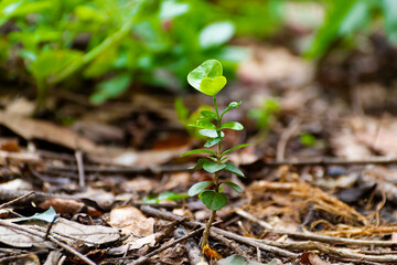 Acerola plant in fertile soil. Growing naturally. Concept of cultivation and planting of seeds, newborn or forest.