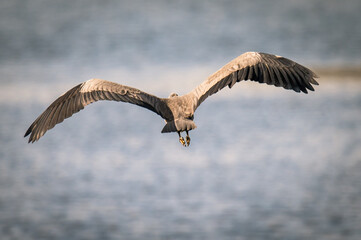 Heron in flight in the national park