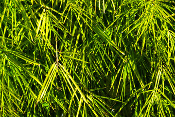 Tropical Palm leaves in the garden, Green leaves of tropical forest plant for nature pattern and background, People grow plants to make fences. color dark flat lay tone for input text