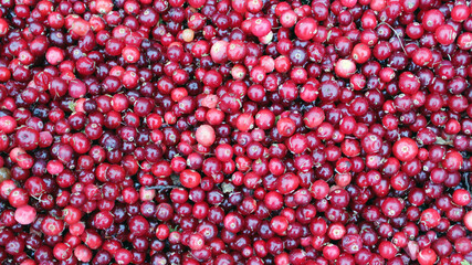 Cranberries with moss sprigs. Red ripe wild berries, collected in a swampy area. Healthy food. Gifts of northern nature.