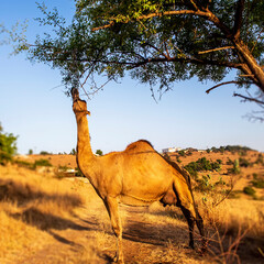 camel eating like giraffe in Oman