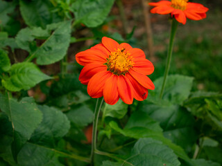 Flower with Orange Petals Similar to a Daisy in a Garden