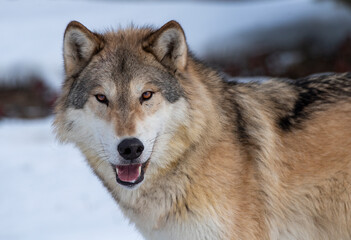 Timber Wolf