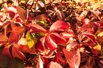 vibrant red ivy leaves background backdrop. autumn seasonal concept