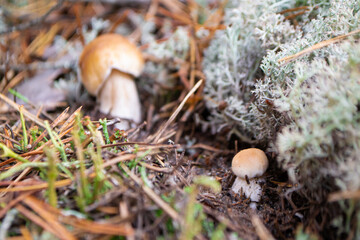 Two mushrooms the boletus also known as penny bun, cep, porcino or porcini - edible, very tasty forest mushroom.