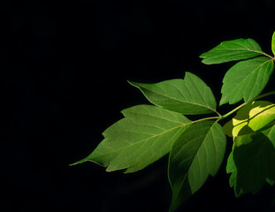 Green box-elder tree summer leaves, with the characteristic three leaves per stem, showing a perfect apex in addition to primary and secondary veins and leaf margins around the perimeter of the leaf. 