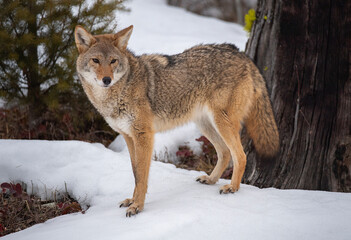 Coyote in Winter