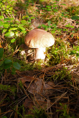 Oak Mushroom in the moss and yellow leaves, Belarus