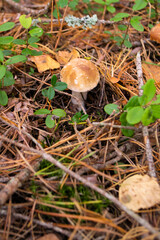 Mushrooms in a forest in Belarus in autumn, boletus or Russula