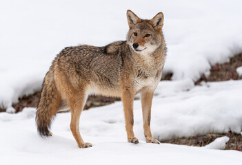 Fototapeta na wymiar Coyote in Winter