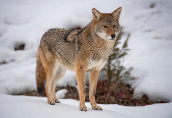 Obraz premium Coyote in Winter