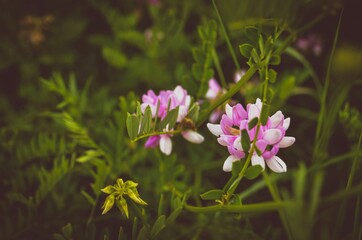 flowers in the forest