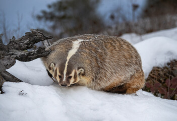 Obraz premium Badger Winter