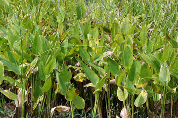 Thalia Geniculata Plant  Growing in a Florida Marsh         