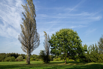 A group of maples with a wide crown and poplars on a field in the Kolomenskoye park. Trees on background of grey cloudy sky.