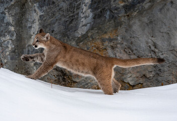 Mountain Lion Kit in snow