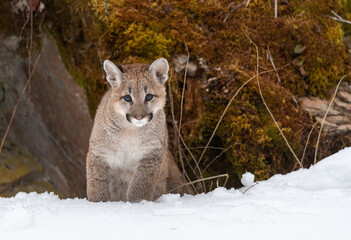 Fototapeta premium Mountain Lion Kit in snow