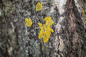 lichen on poplar bark. wood texture.