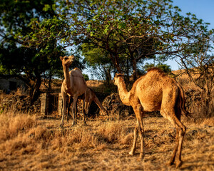 camels in oman