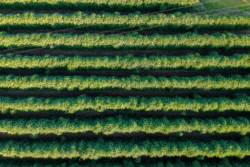 aerial view of green coffee field in Brazil