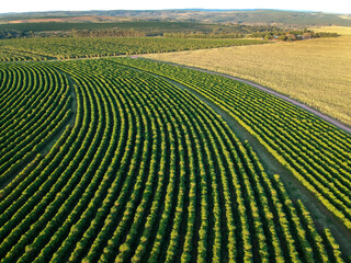 aerial view of coffee field in Brazil