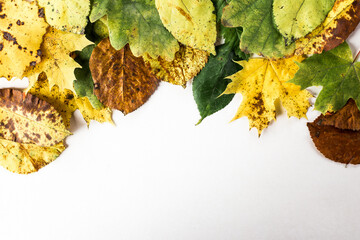 autumn leaves on the ground